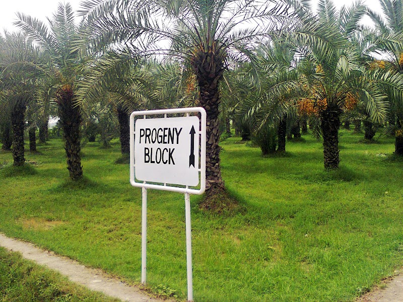 Dates Farm in Jhang, Punjab