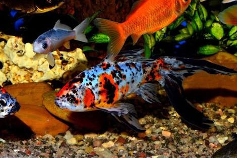 Sea World ( Aquarium & Fish Shop ) in Sialkot, Punjab