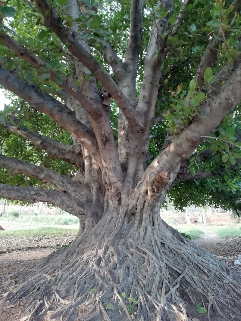 Summer Set Ground in Jhang, Punjab