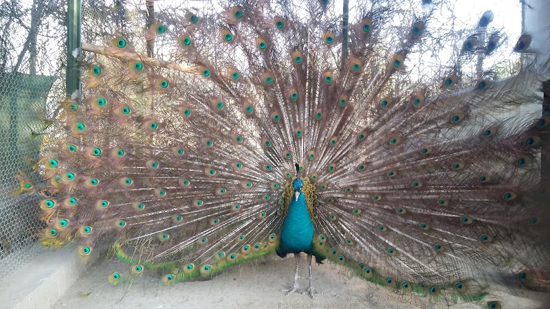 Wildlife Park D.I.Khan جنگلی حیات پارک in Dera Ismail Khan, Khyber Pakhtunkhwa