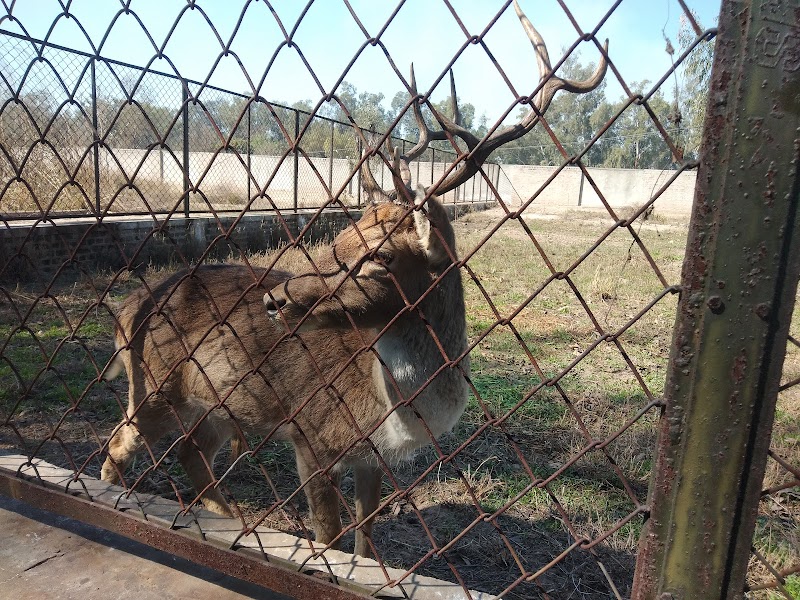 Wild Life Breeding Center Gatwala in Faisalabad, Punjab