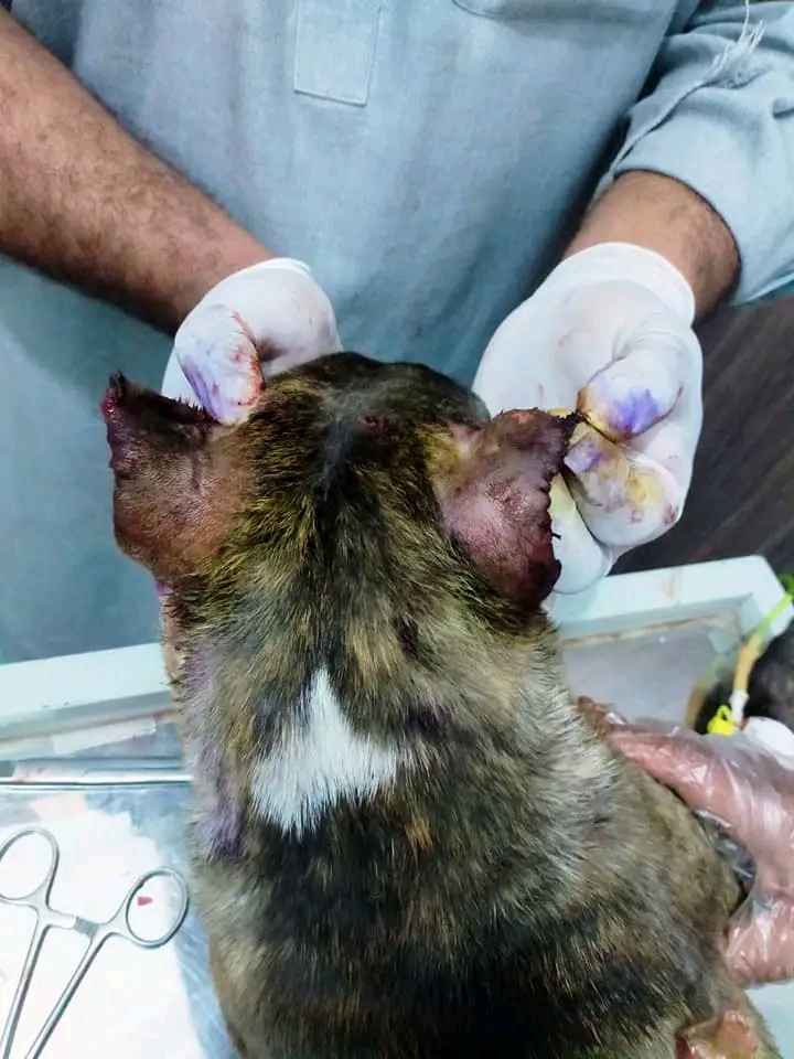 Vterinary health Care hospital in Gujrat, Punjab