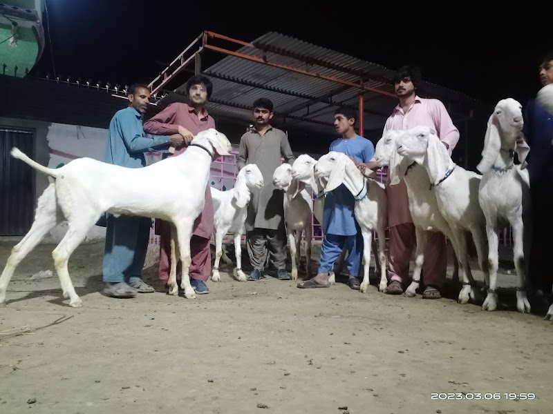 Sajawal Goat Farm in Dera Ghazi Khan, Punjab