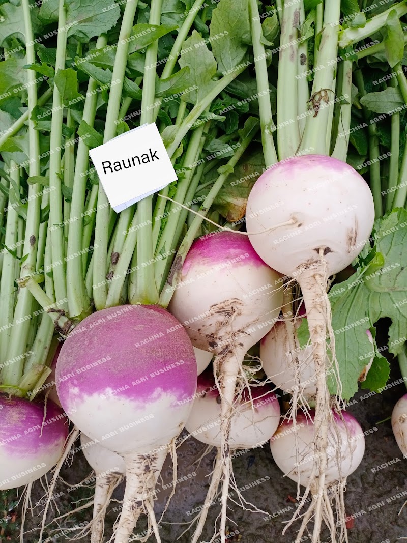 Rachna Agri Business in Gujranwala, Punjab