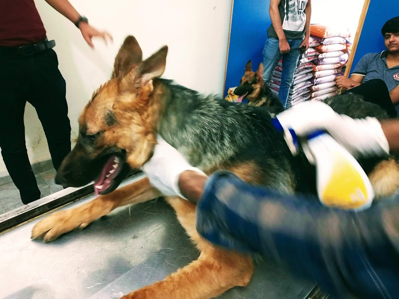 H&H Vets Services Pvt. Ltd. (Johar Town Branch) in Lahore, Punjab