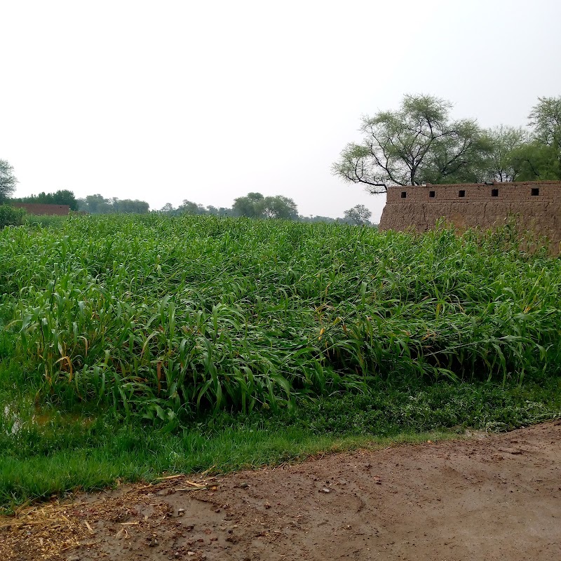 District Lodhran in لودهراں, پنجاب