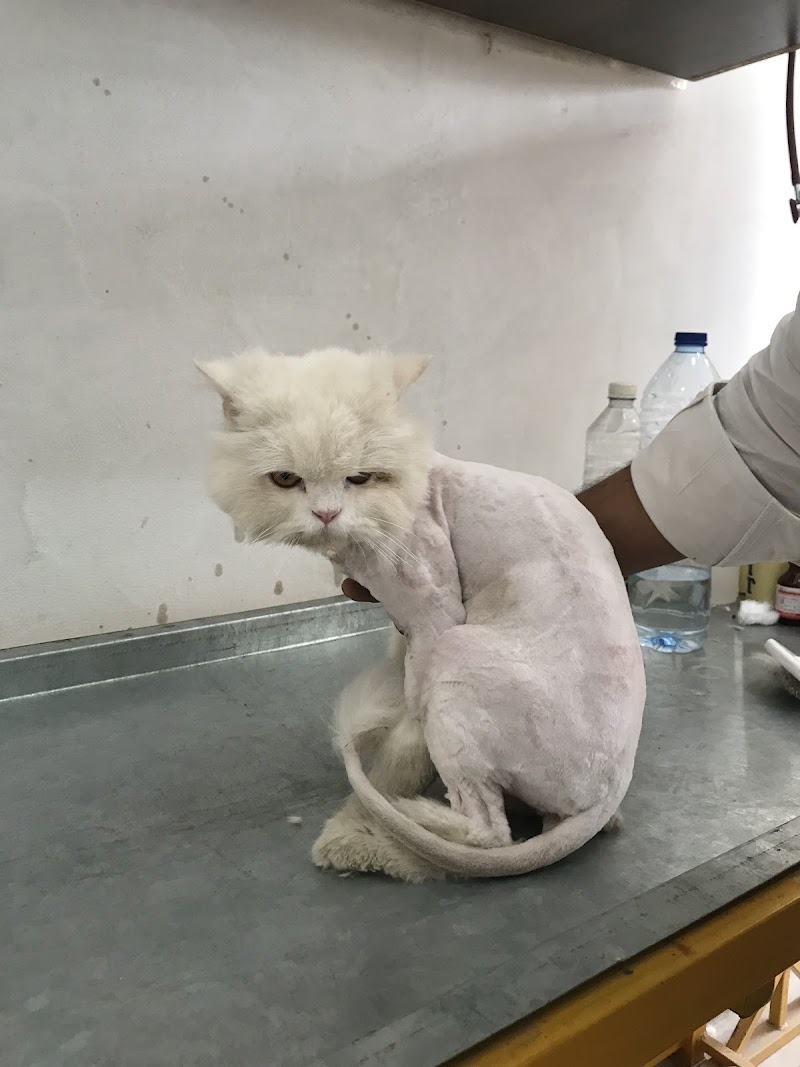 Sidhu Vet Clinic & Pet Shop Bahawalnagar | Animal Ultrasound Services | Animal Hospital | Cat & Dog in Bahawalnagar, Punjab