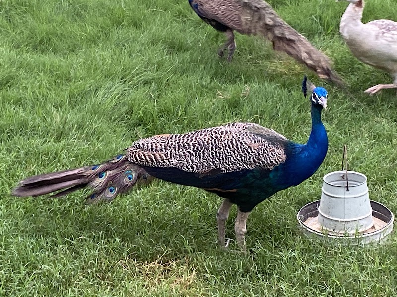 Safari Zoo in Lahore, Punjab