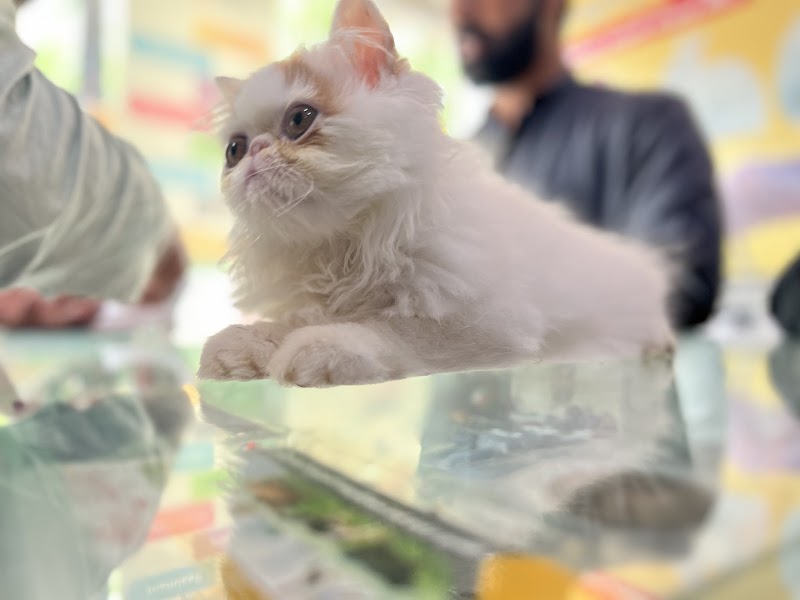 Sidhu Vet Clinic & Pet Shop Bahawalnagar | Animal Ultrasound Services | Animal Hospital | Cat & Dog in Bahawalnagar, Punjab