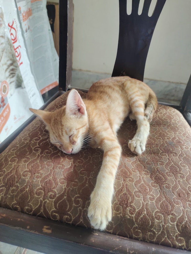 National Pets and Birds Clinic, Talagang. in Talagang, Punjab