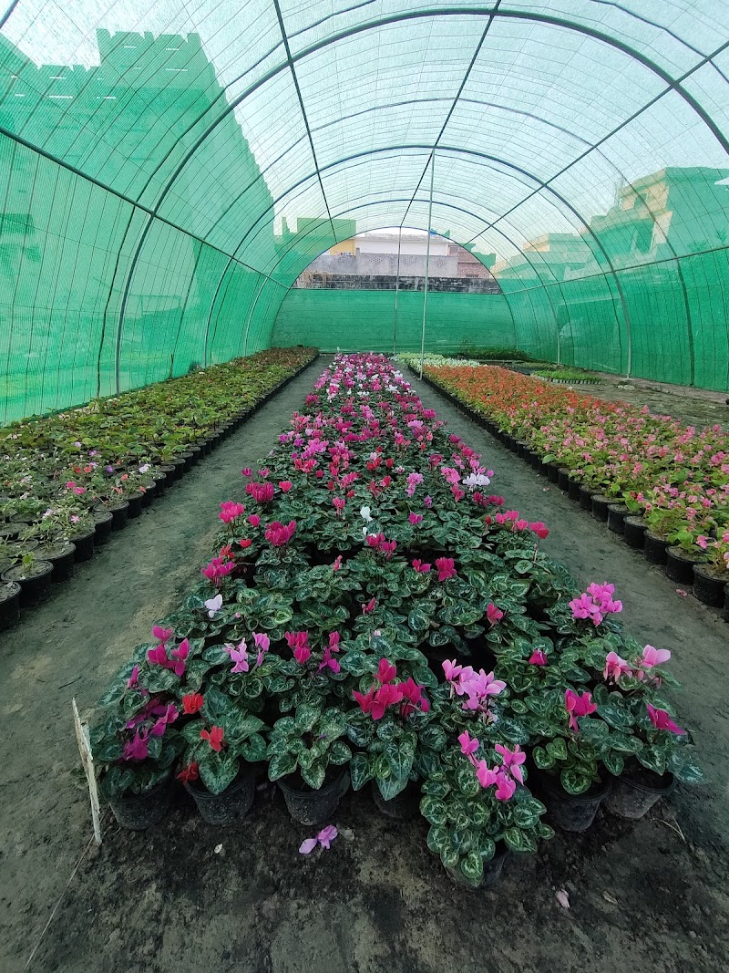 Ajmal Garden Nursery Sialkot in Sialkot, Punjab