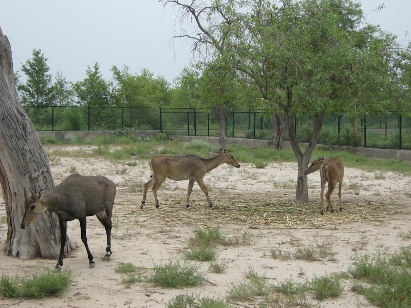 Wildlife Park Pirowal in Peerowal, Punjab