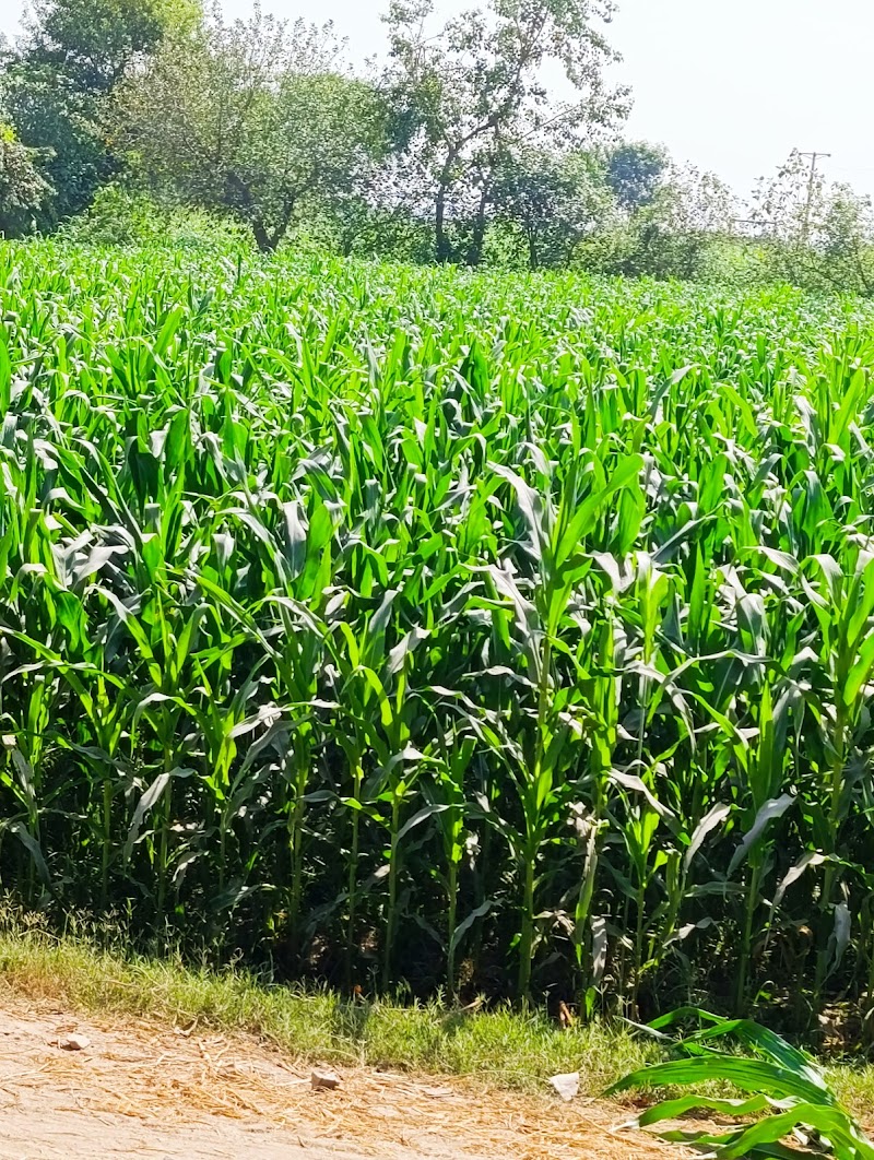 IR Farm | Best Online Agriculture Store In Pakistan in Sargodha, Punjab