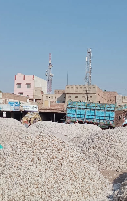 غلہ منڈی Grain Market in Khanewal, Punjab