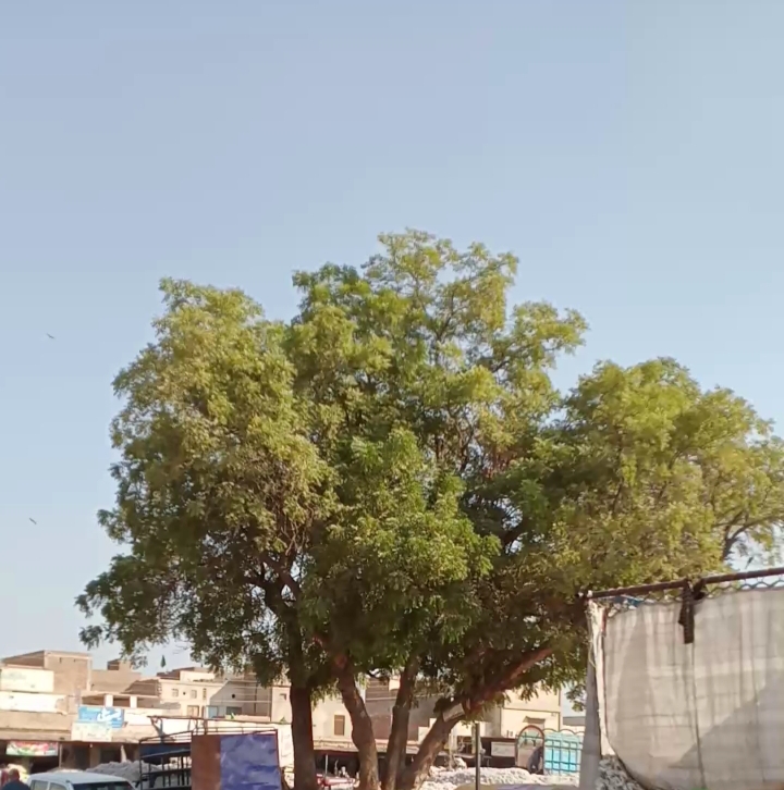 غلہ منڈی Grain Market in Khanewal, Punjab