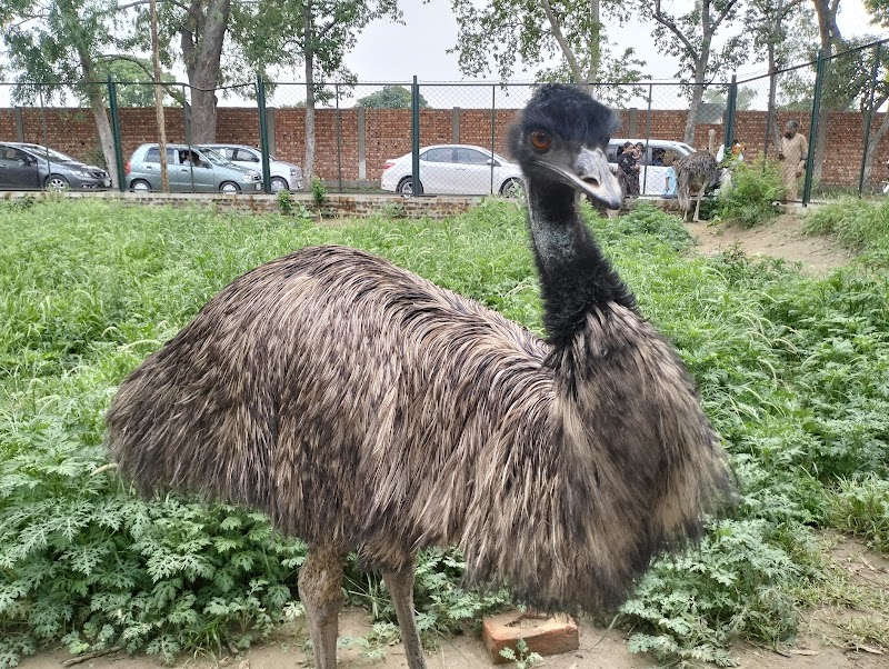 Safari Zoo in Lahore, Punjab