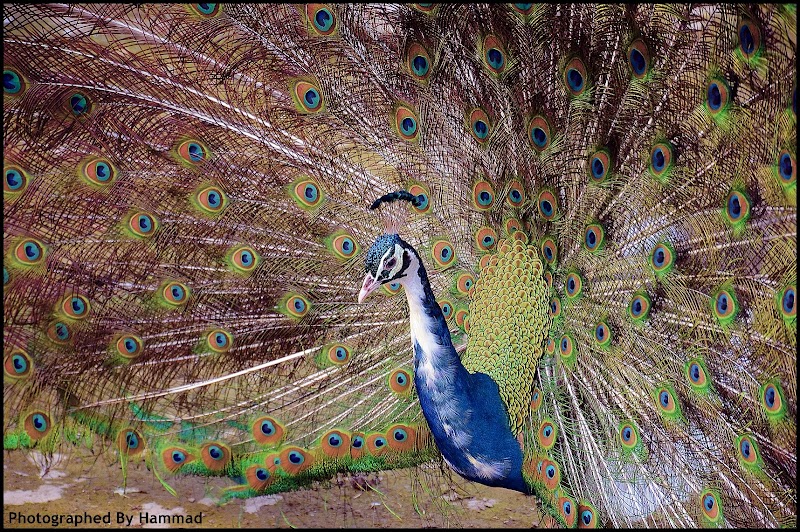 Safari Zoo in Lahore, Punjab