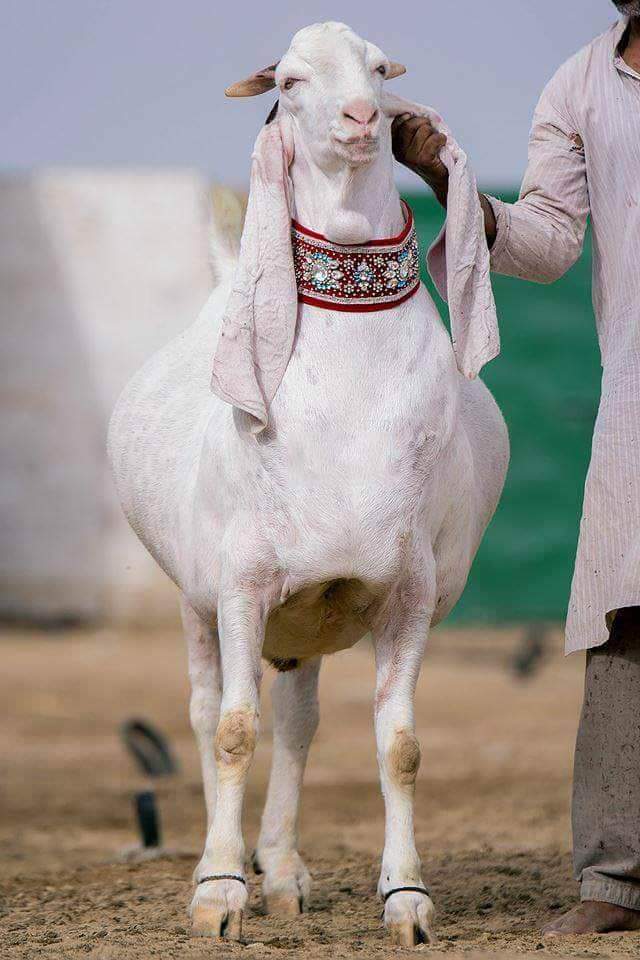 Sajawal Goat Farm in Dera Ghazi Khan, Punjab