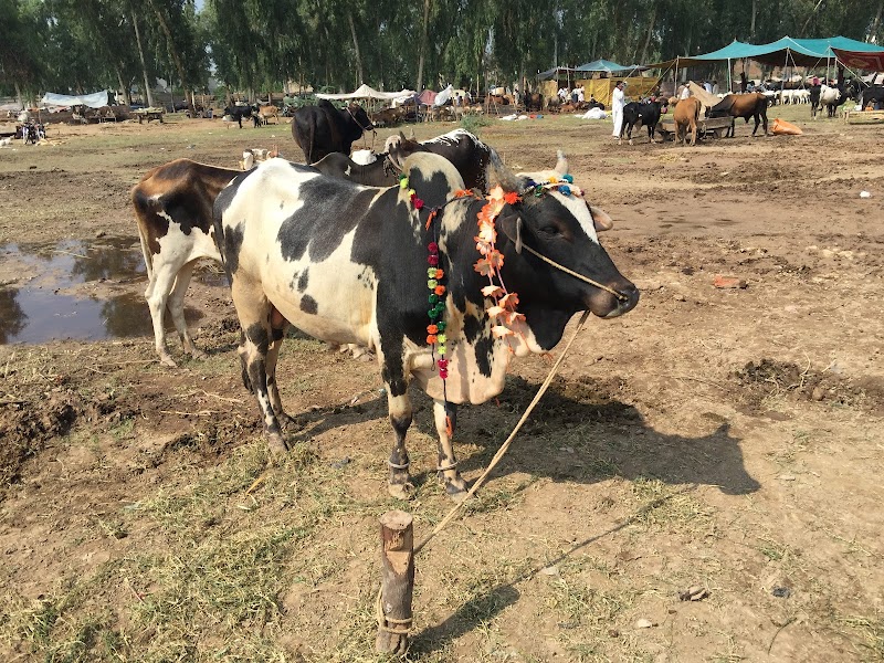 Mela Mandi Ground in Sargodha, Punjab