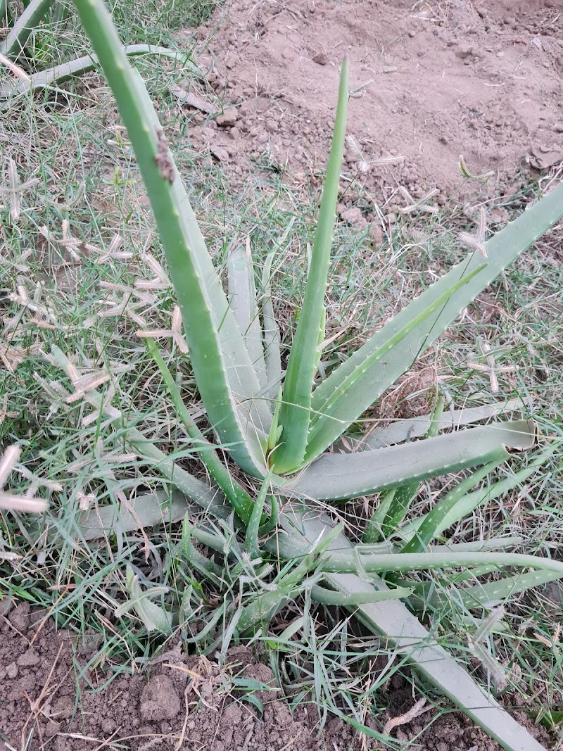 New Bolan Nursery in Dera Ghazi Khan, Punjab