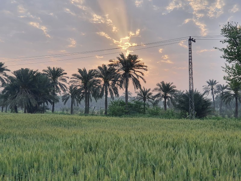 Dates Farm in Jhang, Punjab