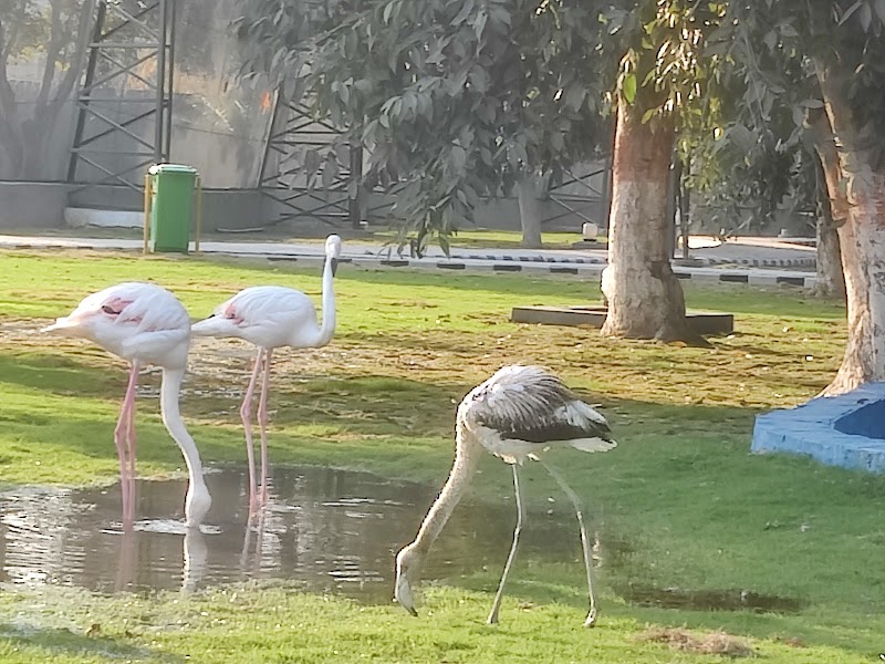 Safari Zoo in Lahore, Punjab
