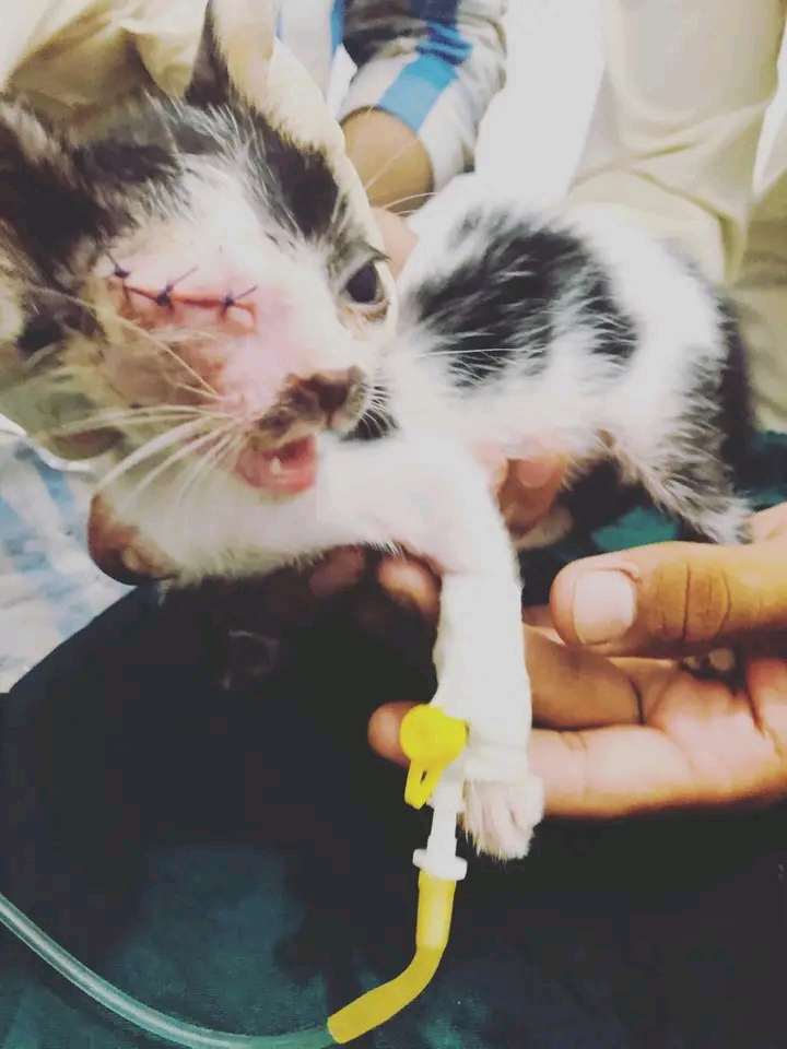 Vterinary health Care hospital in Gujrat, Punjab