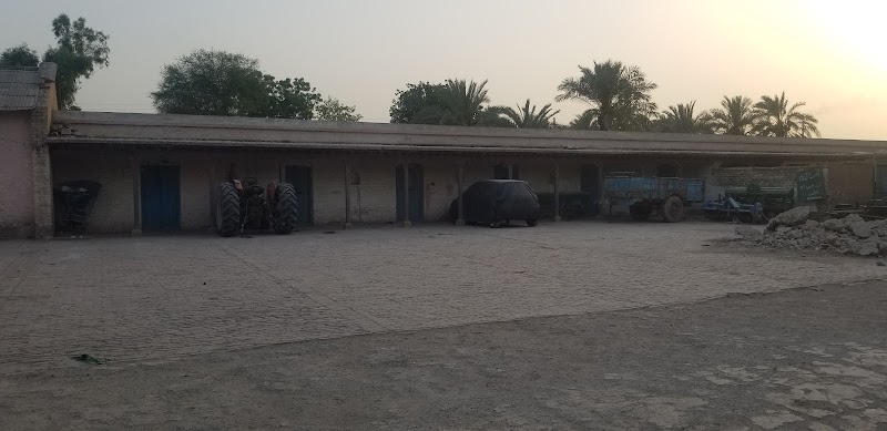Dates Farm in Jhang, Punjab