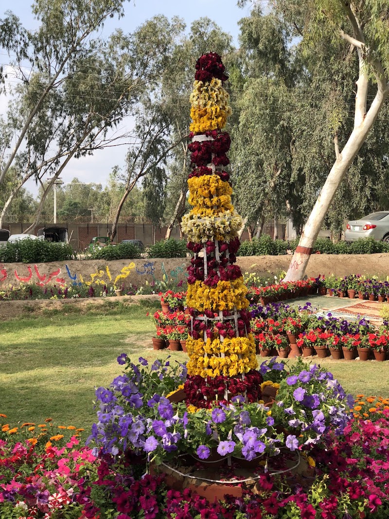 The Islamia University of Bahawalpur - IUB Bahawalnagar New campus in Bahawalnagar, Punjab