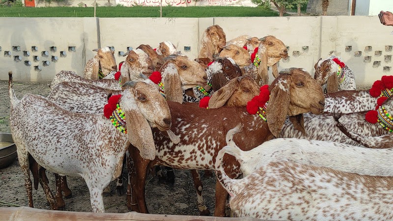 Sajawal Goat Farm in Dera Ghazi Khan, Punjab