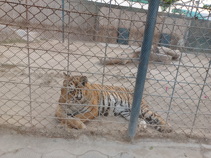 Citi Theme Park & Zoo in Multan, Punjab