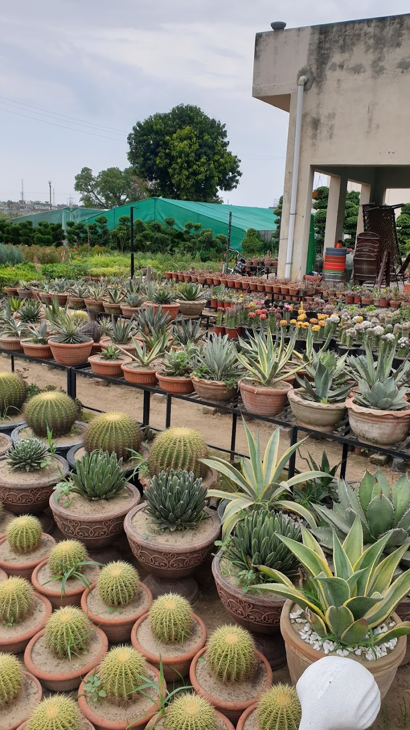 Ajmal Garden Nursery Sialkot in Sialkot, Punjab