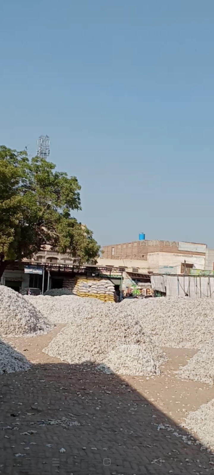 غلہ منڈی Grain Market in Khanewal, Punjab