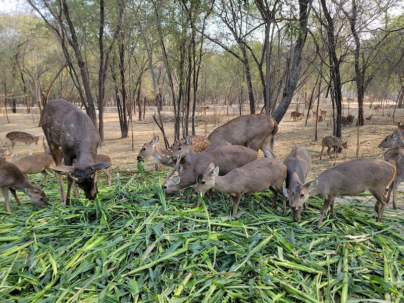 Lahore Wildlife Park in Lahore, Punjab