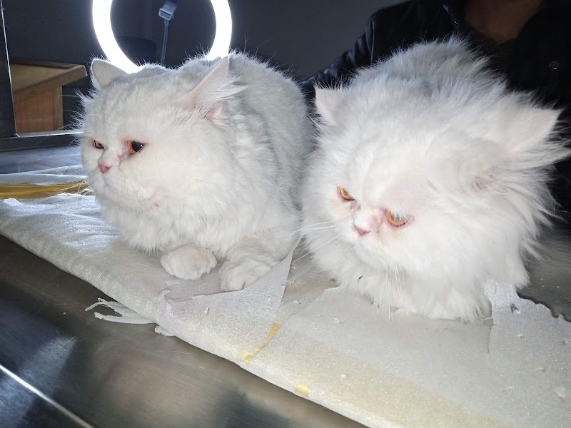 CALLVET ANIMALS & BIRDS HOSPITAL (CEODrAbdulWaheedFatim) in Lahore, Punjab