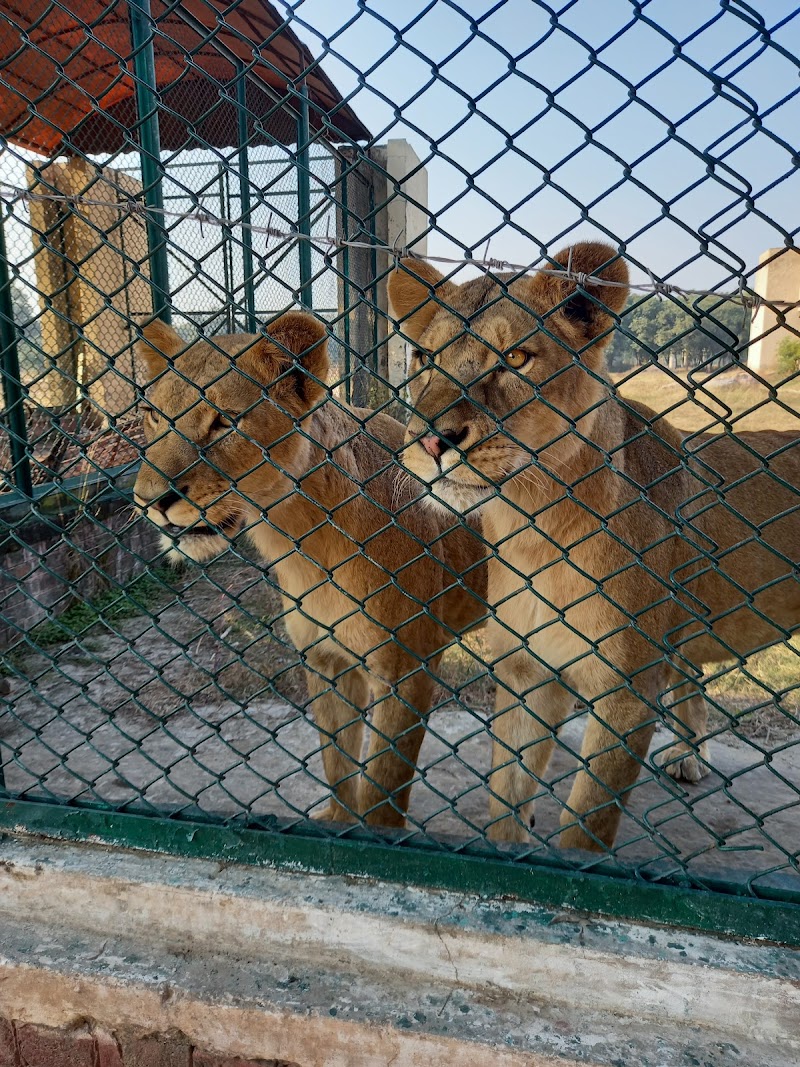 Safari Zoo in Lahore, Punjab
