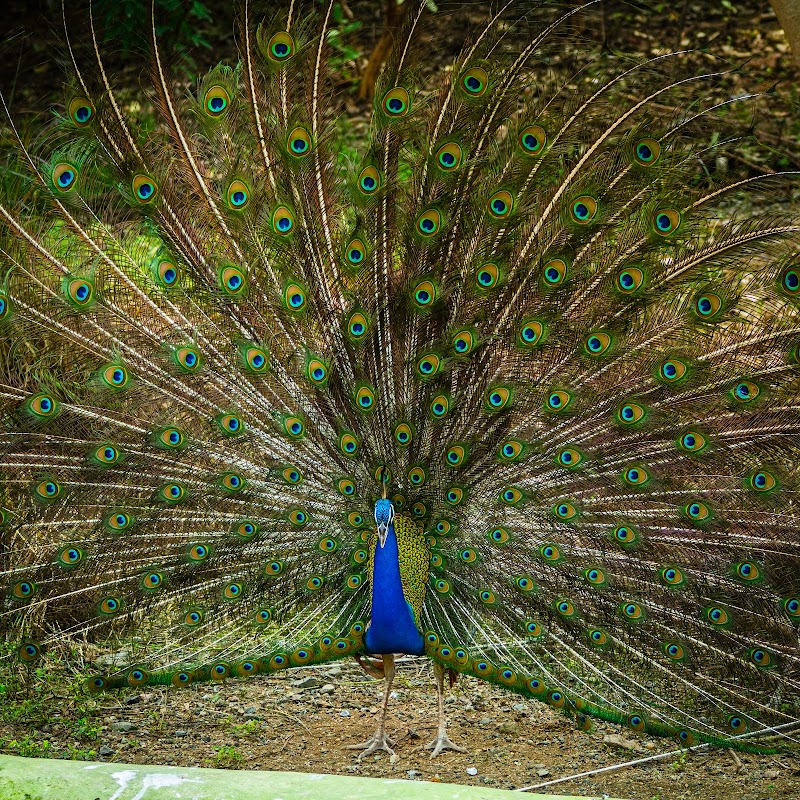Sardar Patel Zoological Park, Ektanagar in Ektanagar, GJ