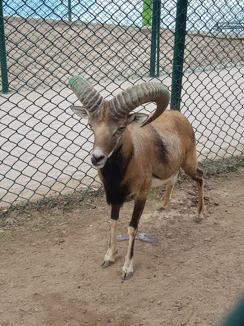 Safari zoo Bahria town in Lahore, Punjab