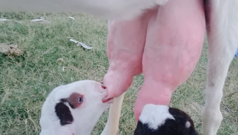 Sajawal Goat Farm in Dera Ghazi Khan, Punjab