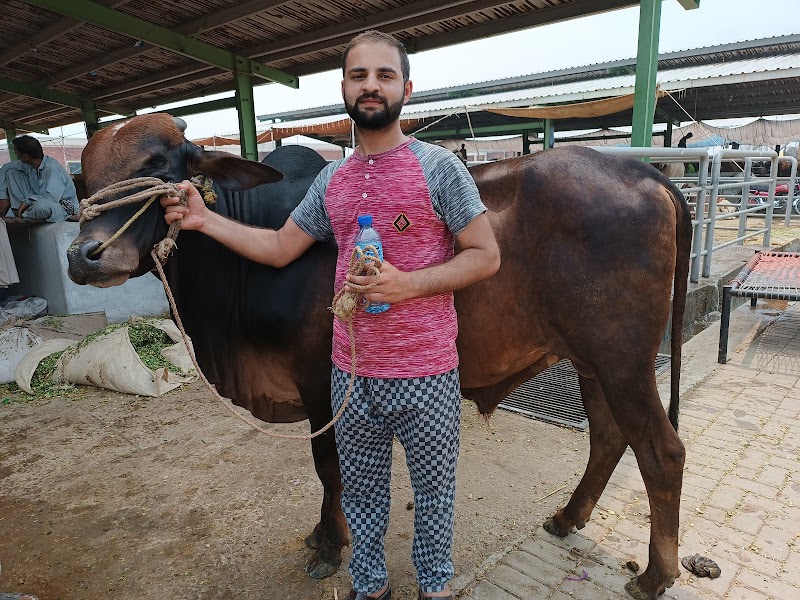 Faisalabad Cattle Market in Faisalabad, Punjab