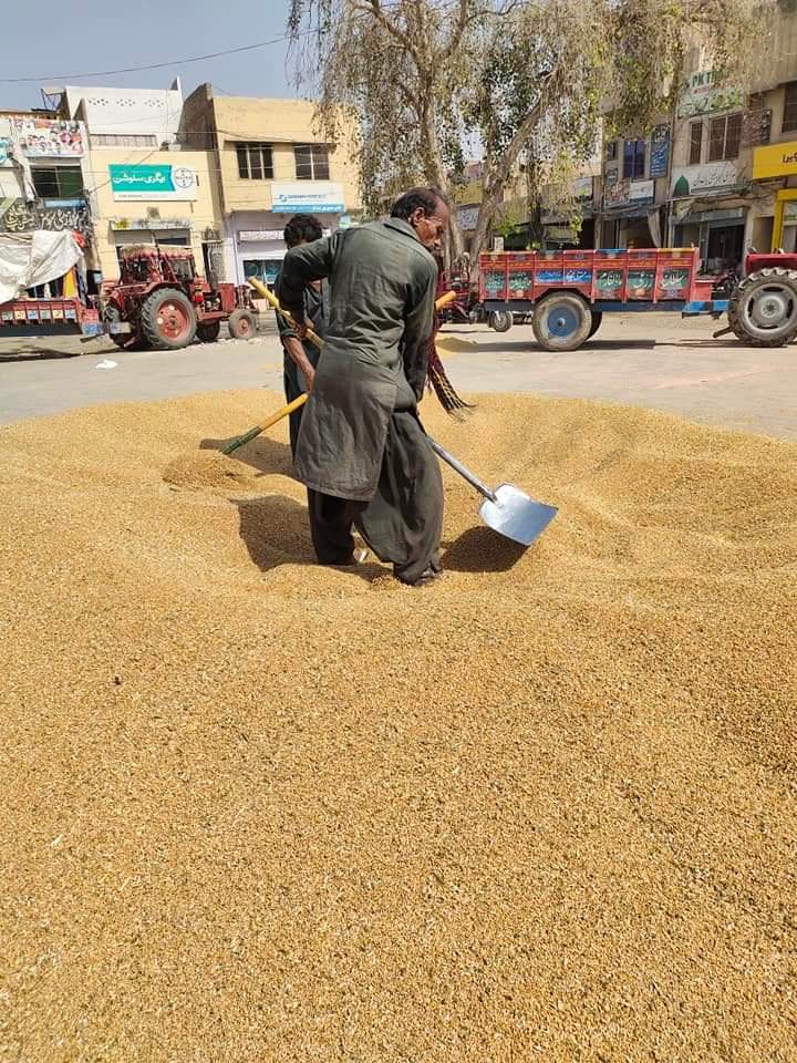 Ghallah Mandi in Pākpattan, Punjab