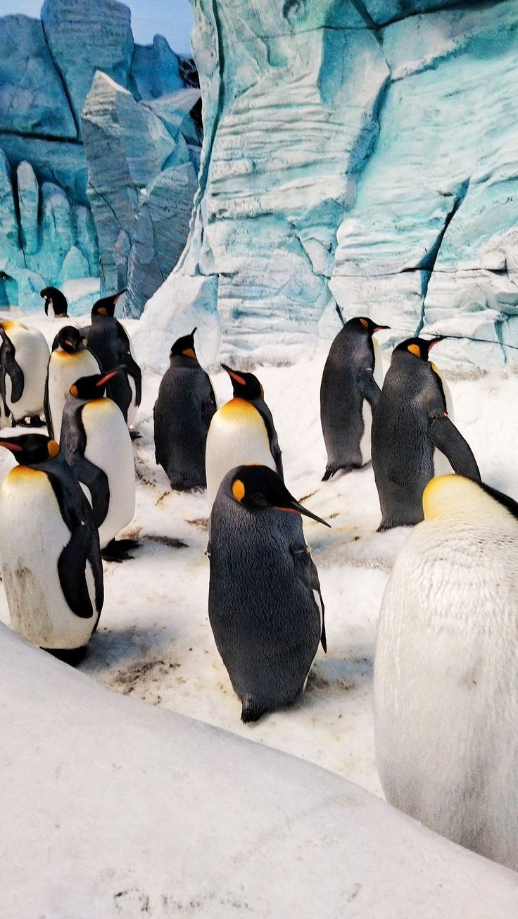 Sea World ( Aquarium & Fish Shop ) in Sialkot, Punjab