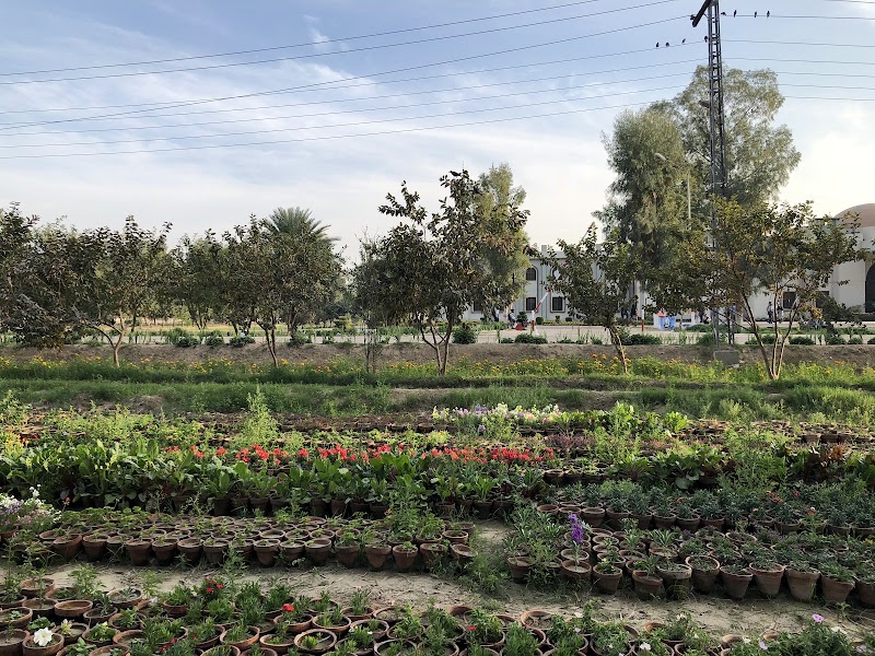 The Islamia University of Bahawalpur - IUB Bahawalnagar New campus in Bahawalnagar, Punjab