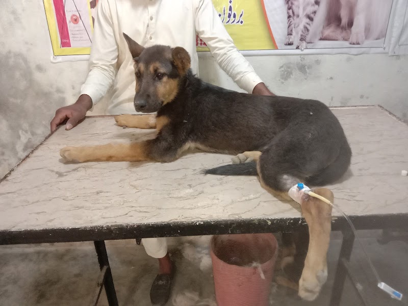 Sheikhupura Veterinary Doctor Um-e-Roman Veterinary surgeon in Sheikhupura, Punjab