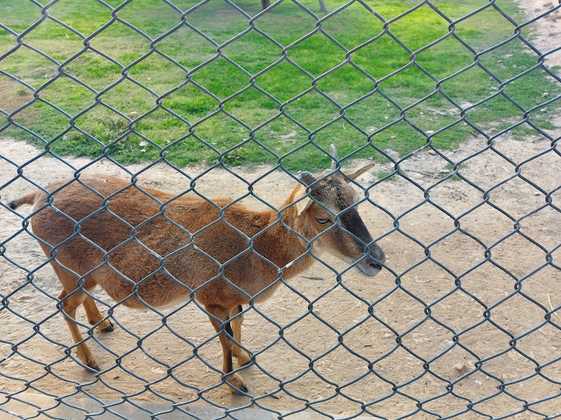 Zoo, Vehari in Vehari, Punjab