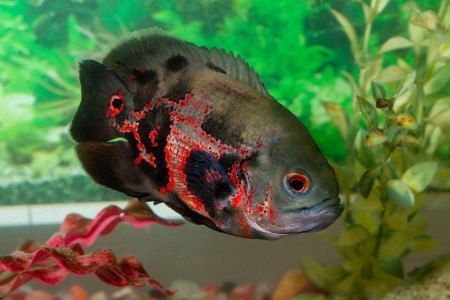 Sea World ( Aquarium & Fish Shop ) in Sialkot, Punjab
