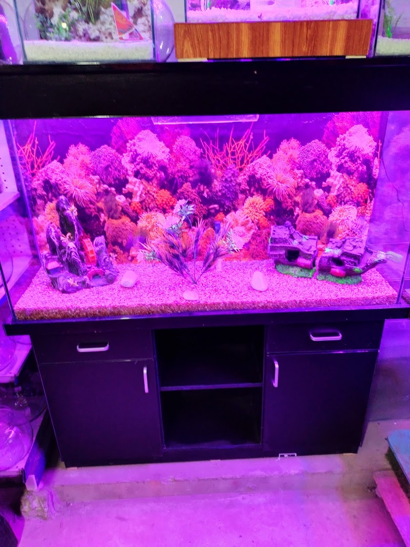 Sea World ( Aquarium & Fish Shop ) in Sialkot, Punjab