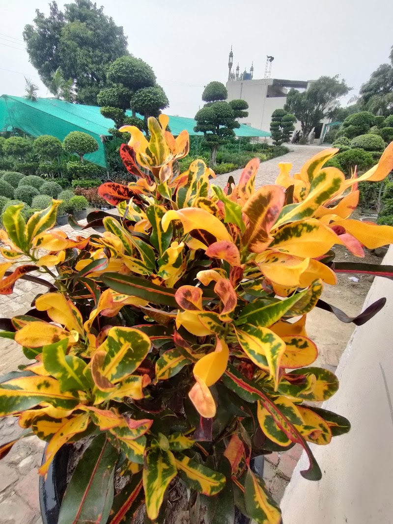 Ajmal Garden Nursery Sialkot in Sialkot, Punjab