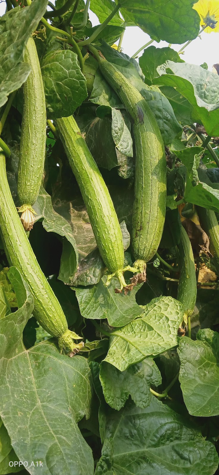 Rachna Agri Business in Gujranwala, Punjab