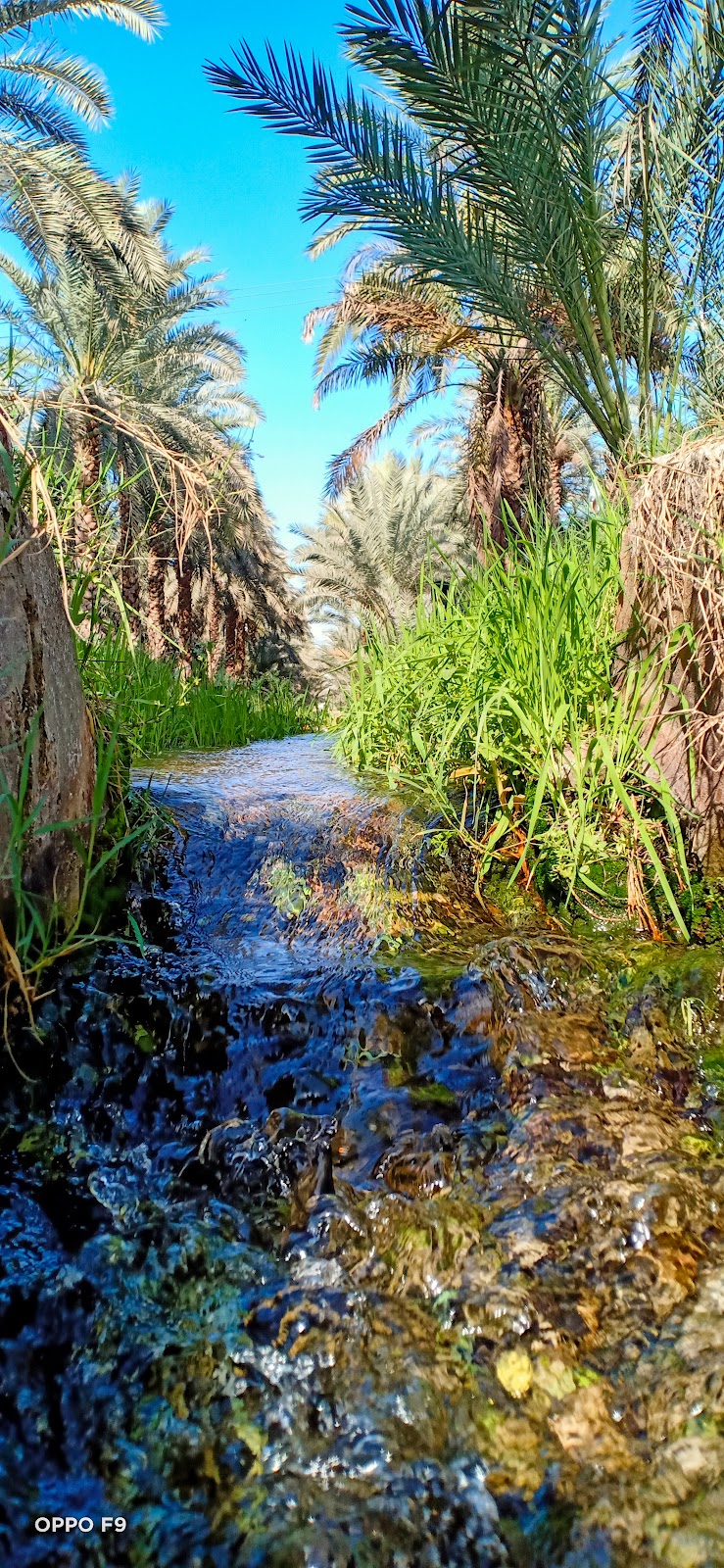 Dates Farm in Jhang, Punjab